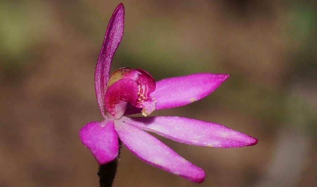 ‘A Lot of These Species Are Right on the Edge’: More Than 50 Australian Plant Species Could Go Extinct in 10 Years - EcoWatch
