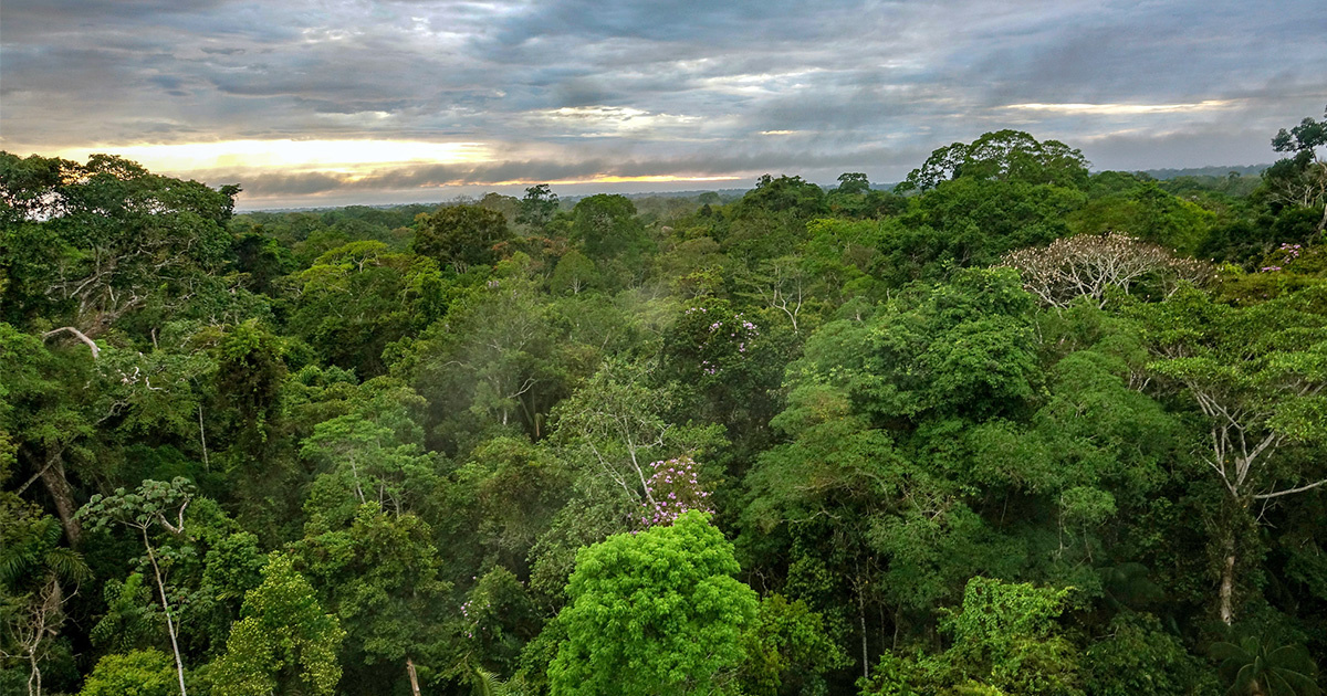 10 Most Intriguing Forest Stories of 2018 - EcoWatch