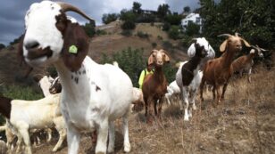 How Goats Can Help Prevent Wildfires in California