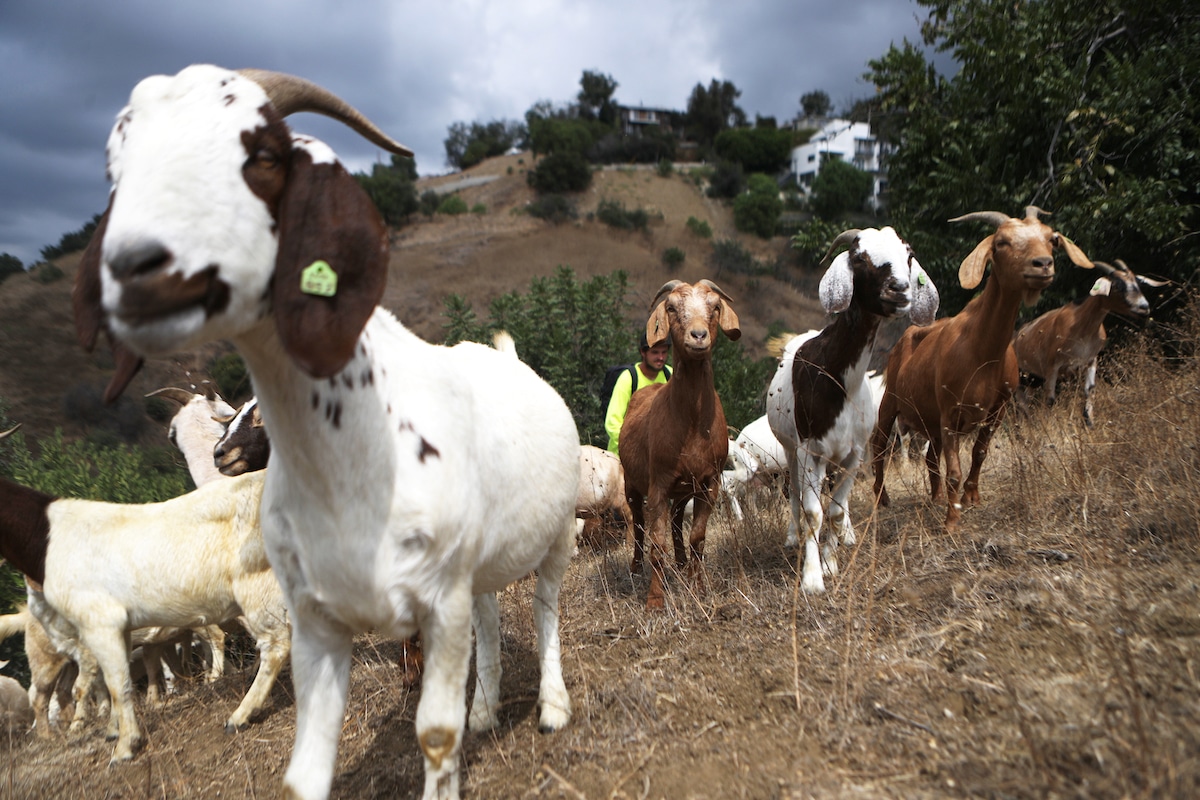 A herd of goats graze on a fire-prone in California