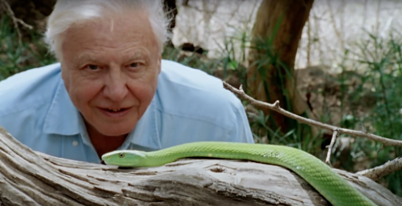 Nature broadcaster David Attenborough has spent his career introducing viewers to the wonders of our planet.