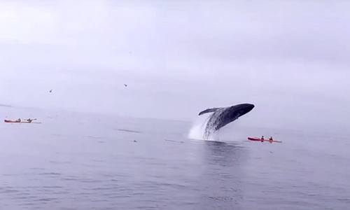 WATCH: Kayaking Duo Struck by Humpback Whale