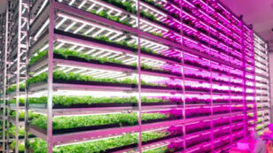 World’s Largest ‘Vegetable Factory’ Revolutionizes Indoor Farming