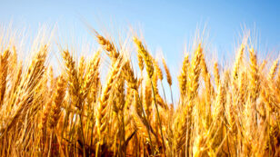Rising CO2 Levels Will Make Staple Crops Less Nutritious