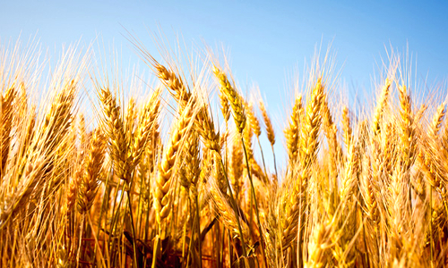 Rising CO2 Levels Will Make Staple Crops Less Nutritious