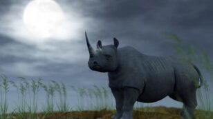 Supermoon Sparked Rhino Killing Spree as Poaching Numbers Skyrocket