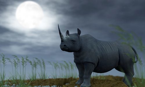 Supermoon Sparked Rhino Killing Spree as Poaching Numbers Skyrocket
