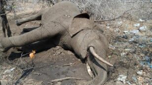 14 Elephants Killed With Cyanide in Zimbabwe