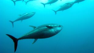 Bluefin Tuna Suffering From Heart Attacks Due to BP Gulf Oil Spill
