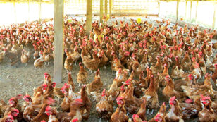Electricity Generated from Chicken Waste Encourages Factory Farming and Pollutes Air