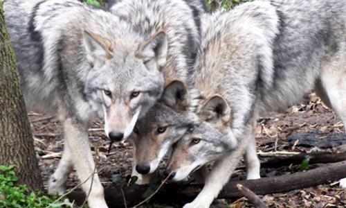 Millions of Dog-Coyote-Wolf Hybrids Now Roam Eastern U.S.