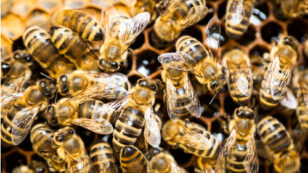 Obama Mandates Precedent-Setting Task Force to Protect Honey Bees and Other Pollinators