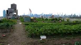 10 Urban Farming Projects in New York City
