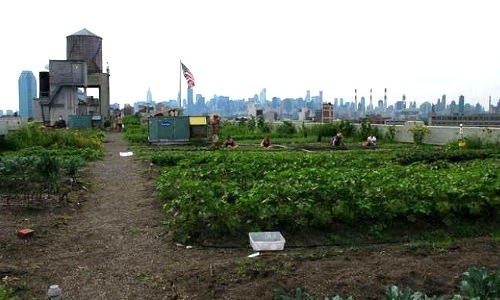 10 Urban Farming Projects in New York City