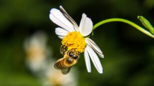Scientists Release Landmark Worldwide Assessment Detailing Effects of Bee-Killing Pesticides