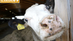 Michigan State Researchers Create Technology That Converts Cow Manure Into Clean Water