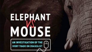 How Craigslist Contributes to the Killing of Elephants