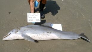 Record Dolphin Die-Off Linked to Gulf Oil Spill