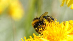 New Report Reveals Two-Thirds of European Honeybee Pollen Contaminated By Dozens of Pesticides