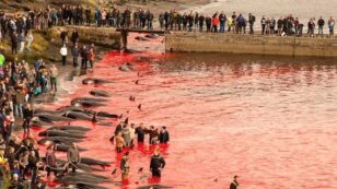 ‎Breaking‬: Massive Pod of Pilot Whales Slaughtered in the Faroe Islands