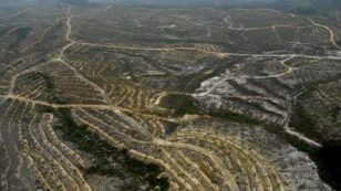 Are You Buying Products from Companies that Destroy Rainforest?