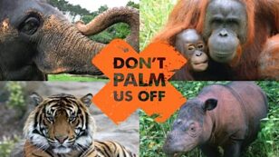 Palm Oil Company Ordered to Pay $30 Million for Illegal Rainforest Destruction