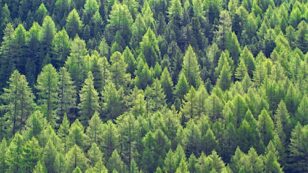 Research Finds Vapors From Coniferous Trees Could Help Slow Global Warming