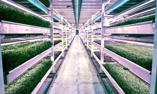 Former WWII Bomb Shelter Now World’s First Underground Farm