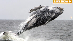 Study Finds Proximity to Offshore Oil and Gas Drilling Rigs Threaten Humpback Whales