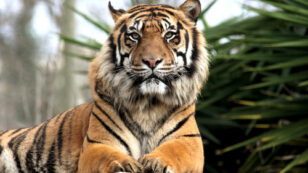 Poaching to Palm Oil: Tigers at Risk of Extinction