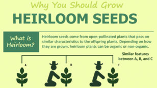 Why You Should Grow Heirloom Seeds