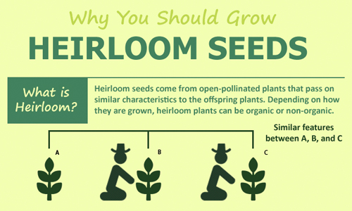 Why You Should Grow Heirloom Seeds - EcoWatch
