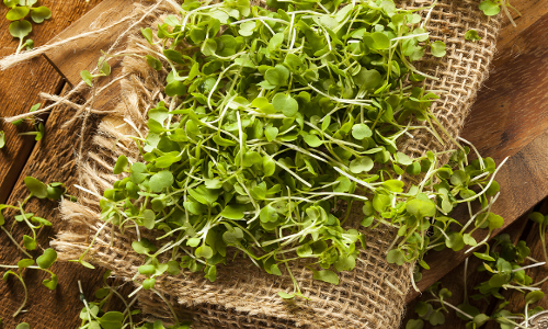 Why Microgreens Should Be Part of Your Daily Superfood Diet