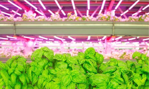 Inside the Nation’s Largest Organic Vertical Farm