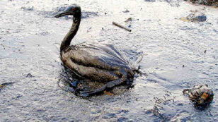 Kinder Morgan Claims Oil Spills Can Have ‘Positive’ Effects