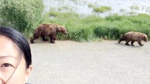 #BearSelfies Force Colorado Park to Close
