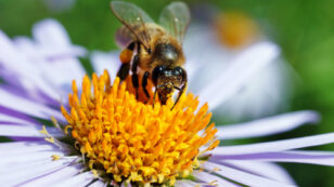 Save the Bees, Ban Neonic Pesticides