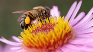 New ‘F’ Word Means More Bad News for Bees