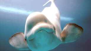 Extreme Fossil Fuel Extraction Impacts Future of Beluga Whales