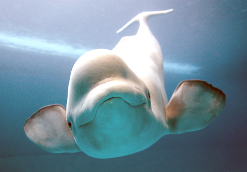 Extreme Fossil Fuel Extraction Impacts Future of Beluga Whales
