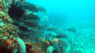 Could Artificial Reefs Help Restore the Gulf After Years of Damage From BP Oil Spill?