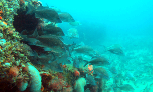 Could Artificial Reefs Help Restore the Gulf After Years of Damage From BP Oil Spill?