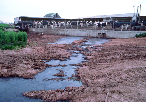 FACTORY FARMING SERIES PART III: Animal Waste, Waterways and Drinking Water  - EcoWatch