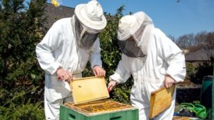 U.S. Honeybee Population Plummets by More Than 40%, USDA Finds