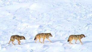Only 3 Wolves Left at Isle Royale National Park