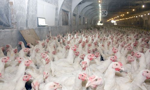 4 Reasons Why We Need to Rethink Industrial Meat Production - EcoWatch
