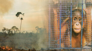 Why is Palm Oil So Bad?