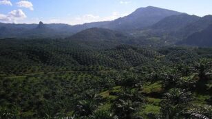 Palm Oil Giant Wilmar Promises to End Forest Destruction