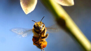 EPA’s New Pesticide Label Fails to Fully Protect Honey Bees