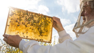 USDA Reports Honeybee Death Rate Too High for Long-Term Survival